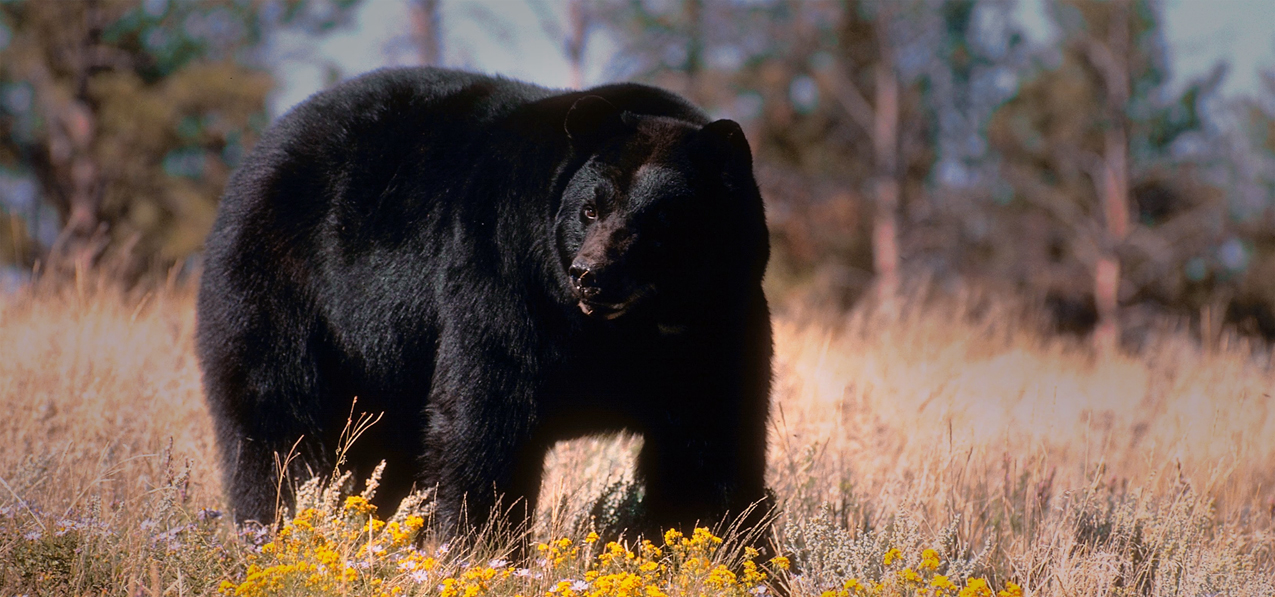 Black Bear